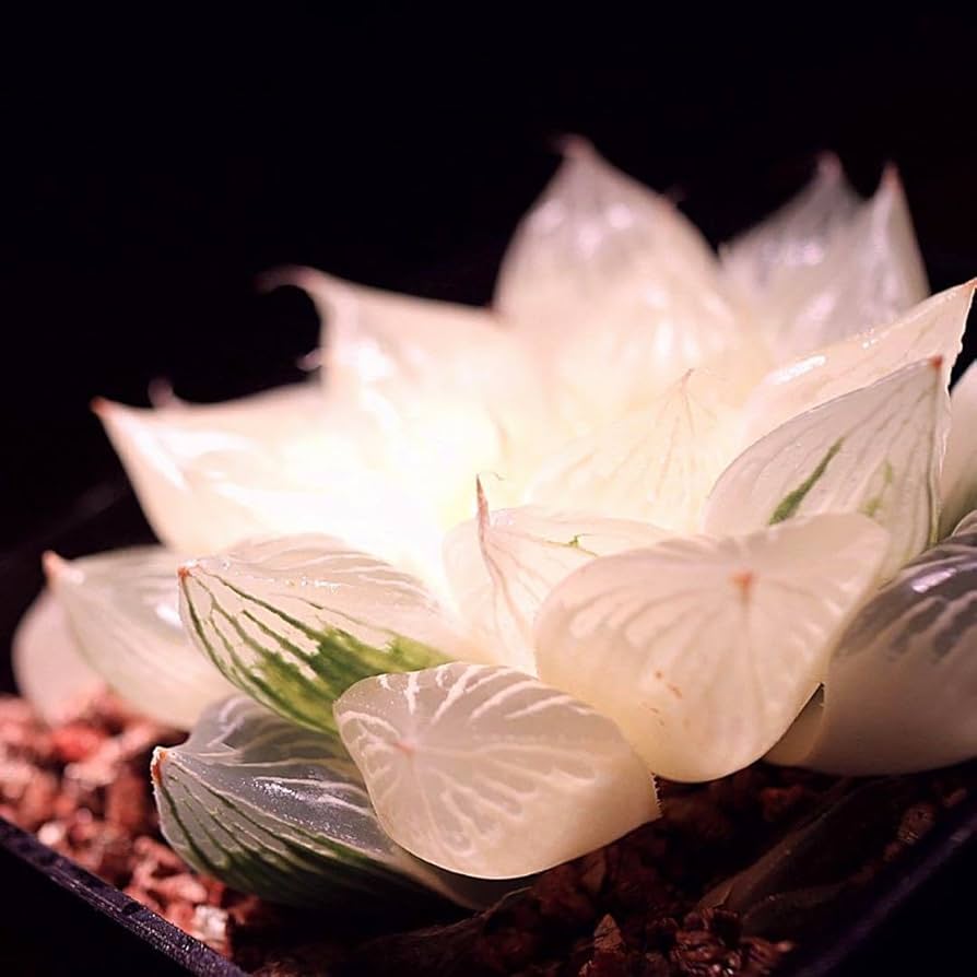 Amazon.co.jp: 多肉植物 ハオルチア 白蛇伝 葉挿し苗 発根済み : おもちゃ