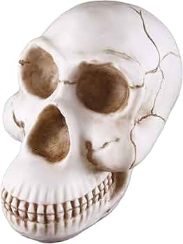 61pTm-6DpLL._AC_UF350,