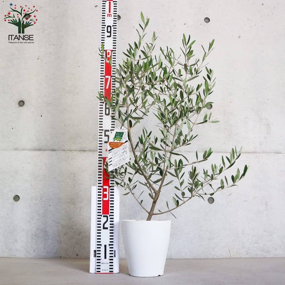 Amazon.co.jp: オリーブの苗木 品種：フラントイオ 6号白テーパード鉢