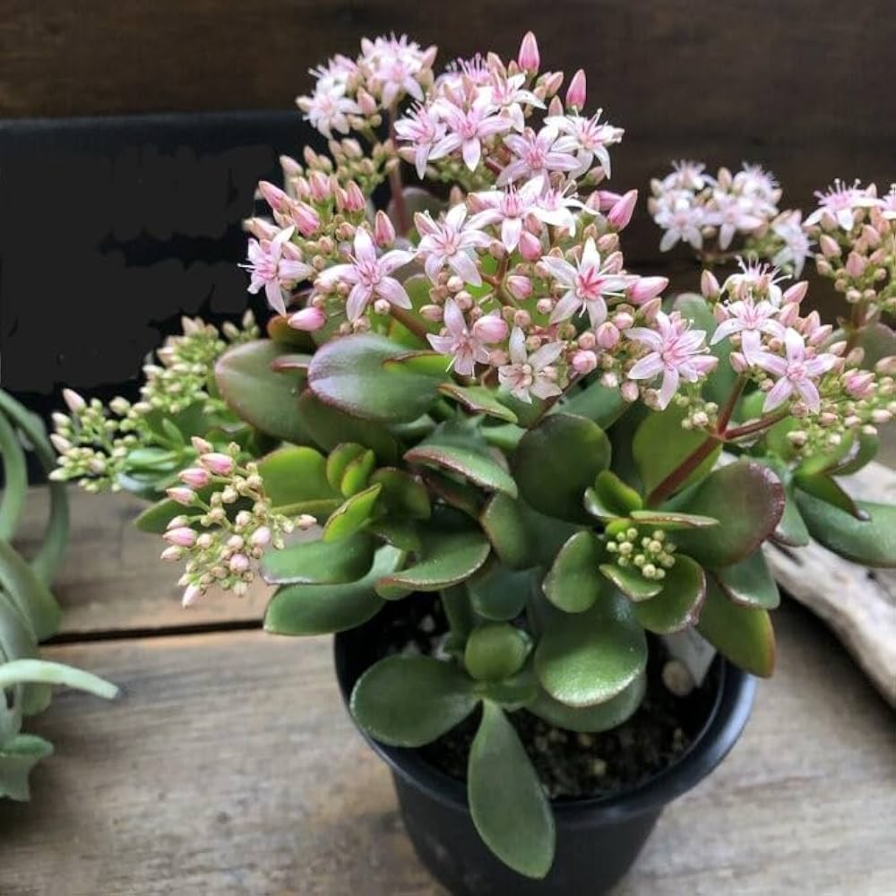 Amazon｜金のなる木 花月 多肉植物 4号 観葉植物 成金草｜観葉植物