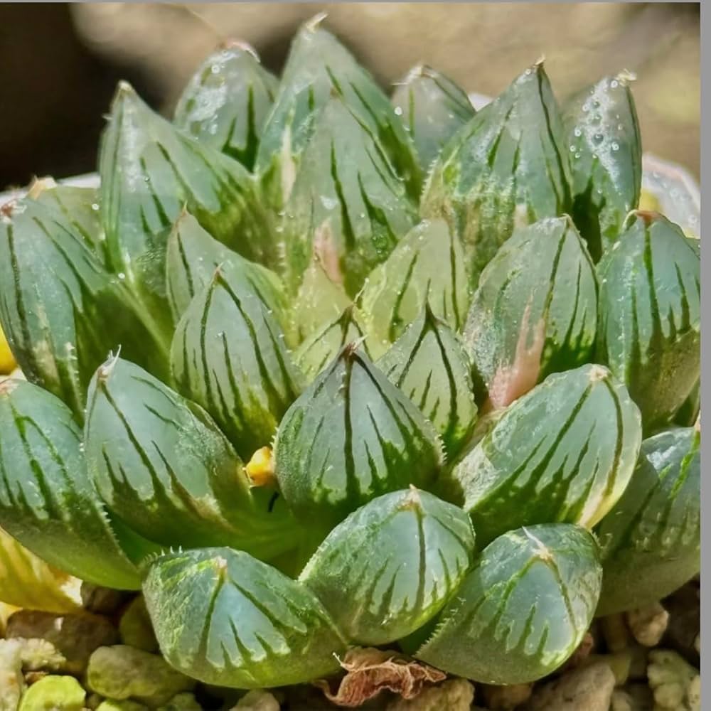 Amazon｜多肉植物 観葉植物 ハオルチア ハオルシア 竜爪オブツーサ錦