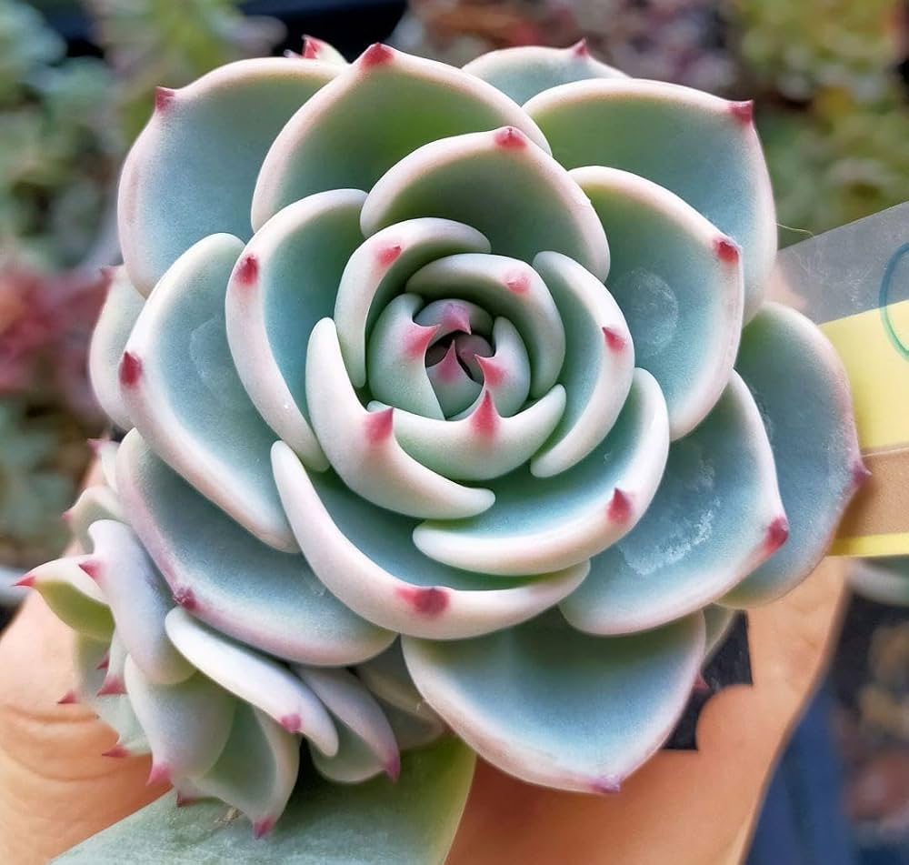 Amazon.co.jp: 札付き 円 まどか 多頭 ミックスベリア おらいさん苗