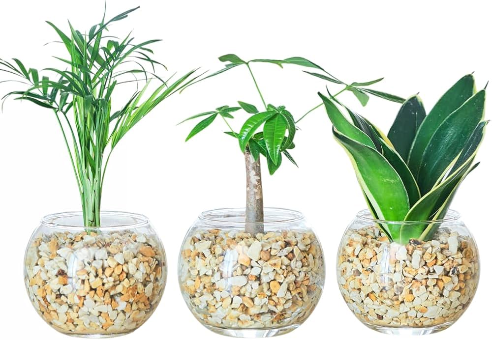 Amazon｜東京寿園 観葉植物 3点セット ハイドロカルチャー 本物 ミニ