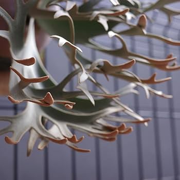 Amazon.co.jp: P.willinckii OMG 胞子 ビカクシダ Super Dwarf 05