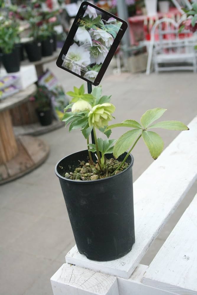 Amazon | 【花苗鉢】 クリスマスローズ ウィンターシンフォニー