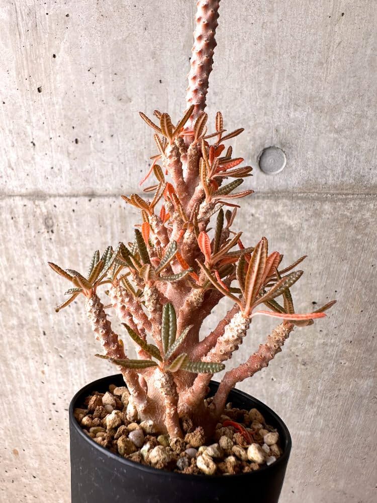 Amazon｜【現品限り】ドルステニア・ギガス ブラータ 挿し木 発根済み