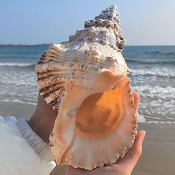 Amazon.co.jp: 貝殻 大 天然,大 ビーチシェル、 大きな天然貝殻、巨大