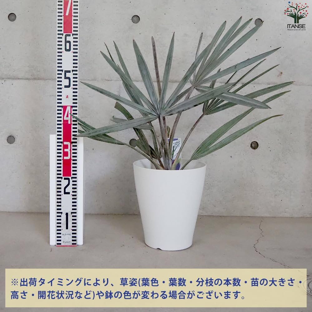 Amazon｜ビスマルキア・ノビリス シルバー7号【品種で選べる観葉植物