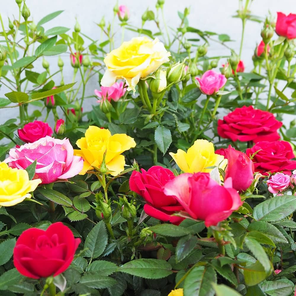 Amazon.co.jp: ITANSE ミニ薔薇 3号～4号苗/カラフル色MIX見計い
