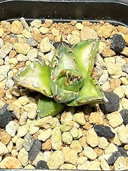 Amazon｜アガベチタノタ 魔丸 中国産 本物 観葉植物｜観葉植物