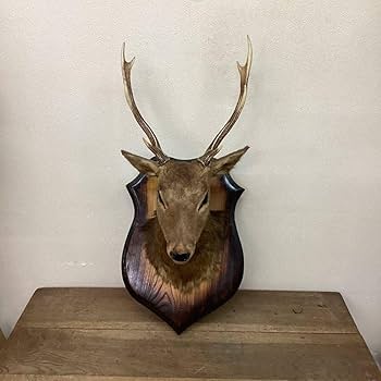Amazon.co.jp: 鹿剥製ハンティングトロフィーインテリアオブジェ壁掛け
