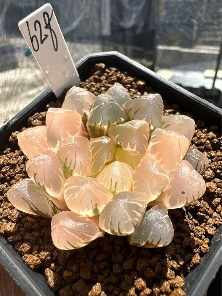 42E 多肉植物 ハオルチア rose goldオブツーサ錦糊斑 ≧∇≦）多肉植物