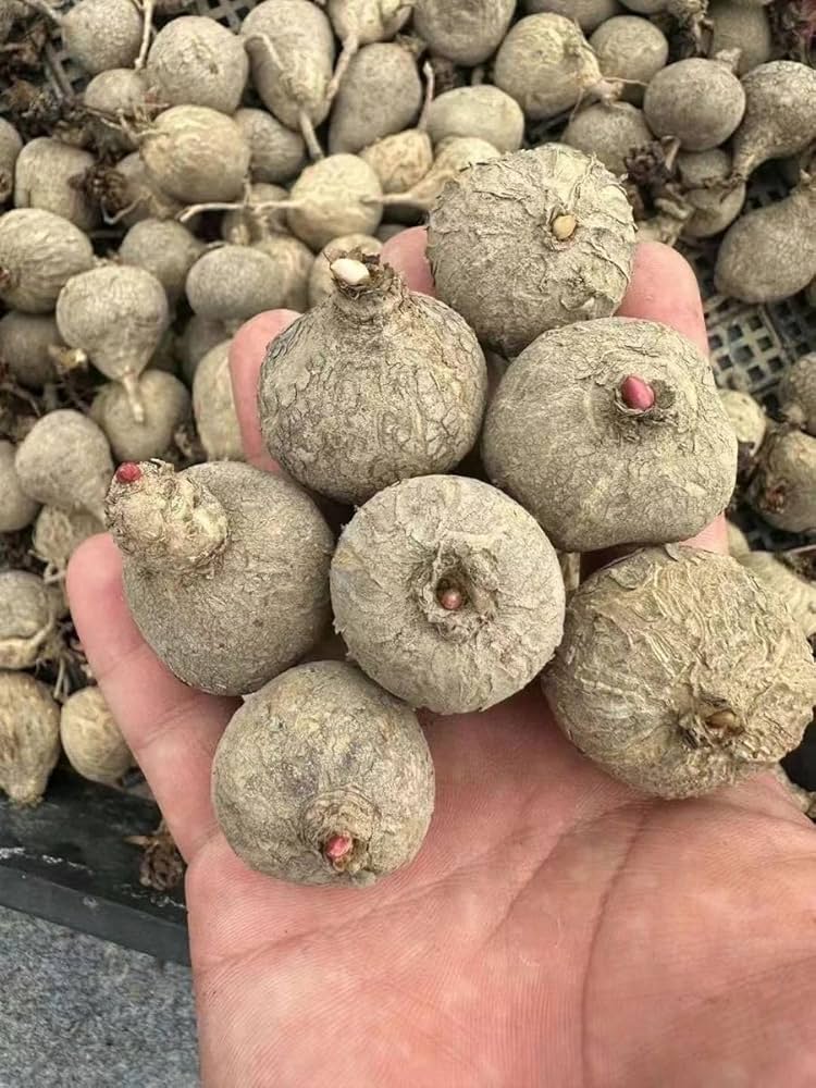 7150RJWJx7L._AC_UF1000,