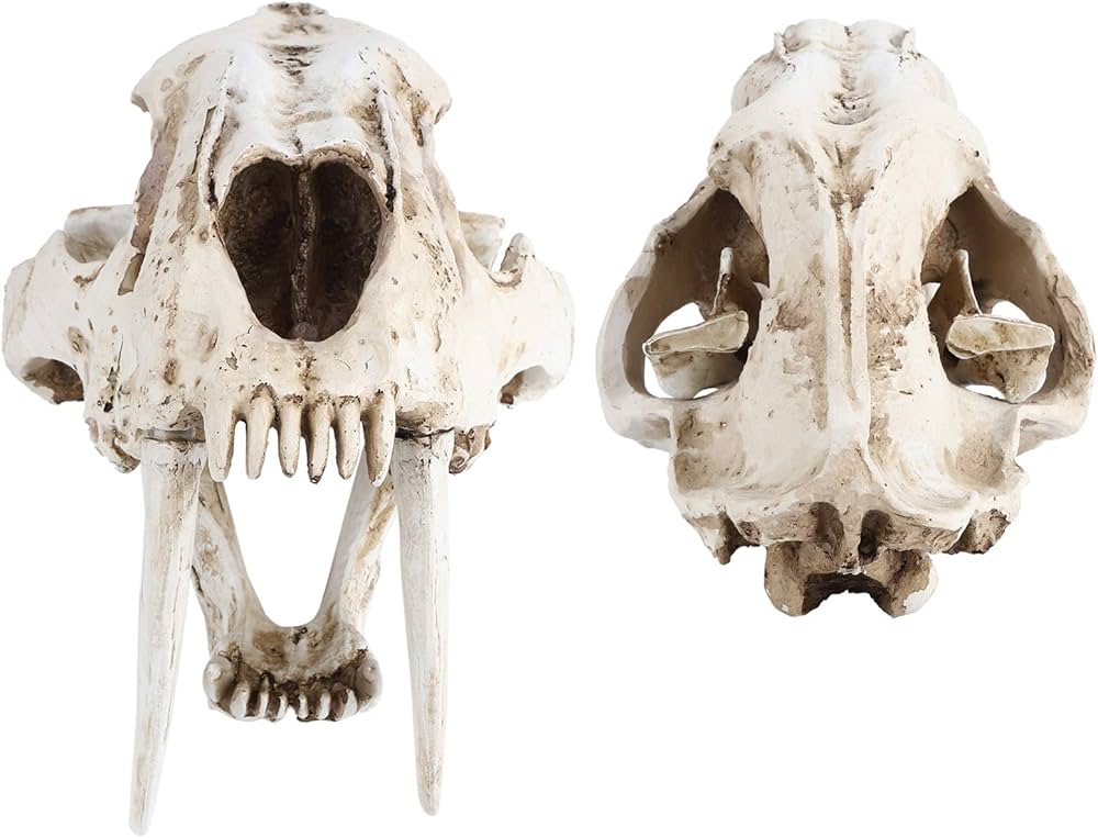 Amazon.co.jp: シミュレーション動物の頭蓋骨モデル樹脂虎の頭蓋骨