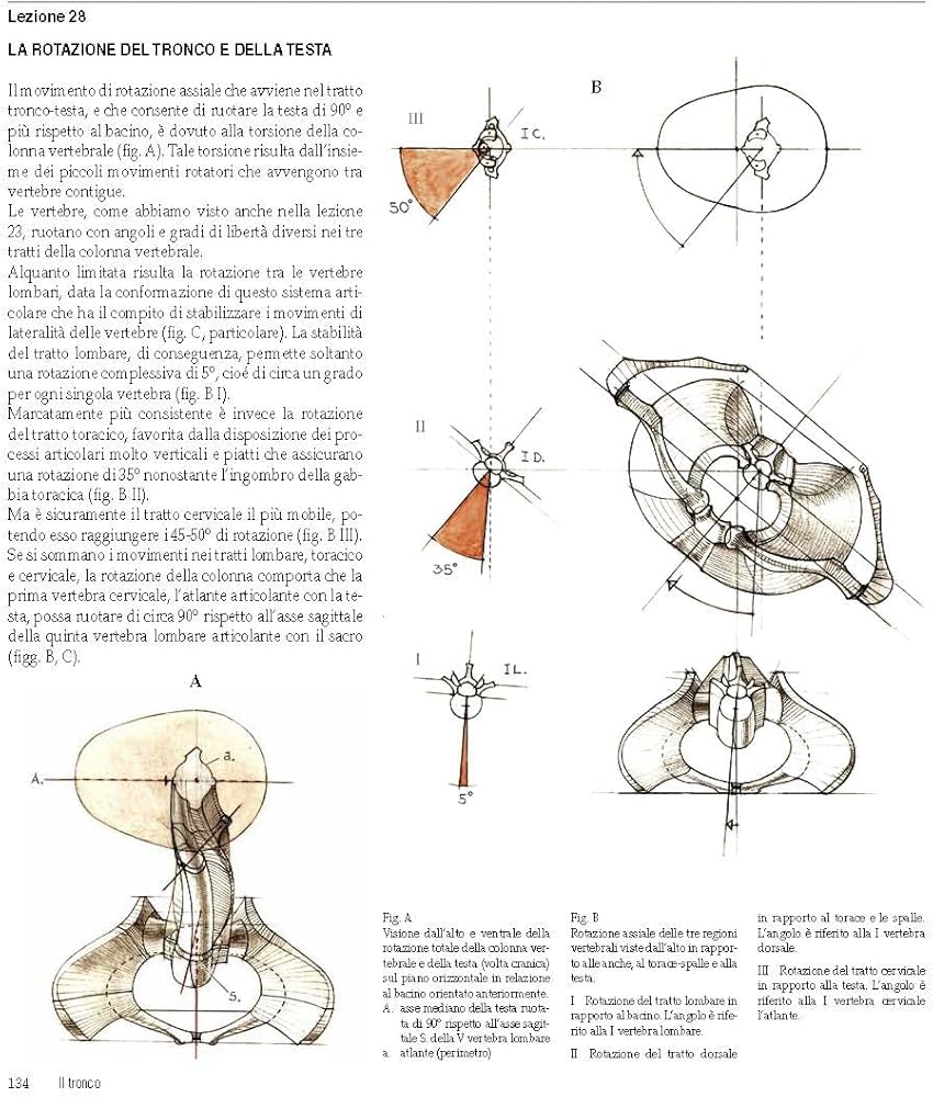 Amazon.com: Struttura uomo in movimento. Manuale di anatomia