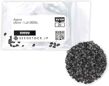 Amazon.co.jp: SEEDSTOCK アガベ オテロイ チタノタ 種子 100粒 Agave