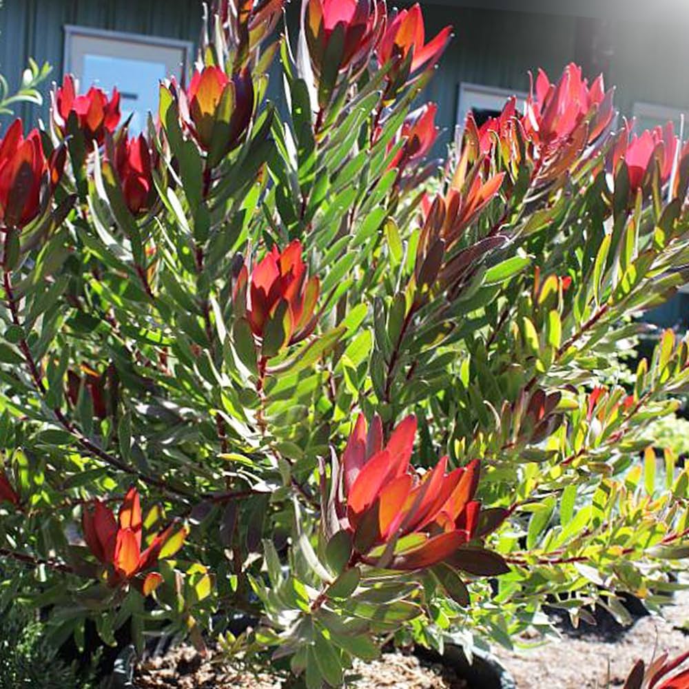 Amazon.co.jp: リューカデンドロン・レッドジェム 7号鉢【品種で選べる