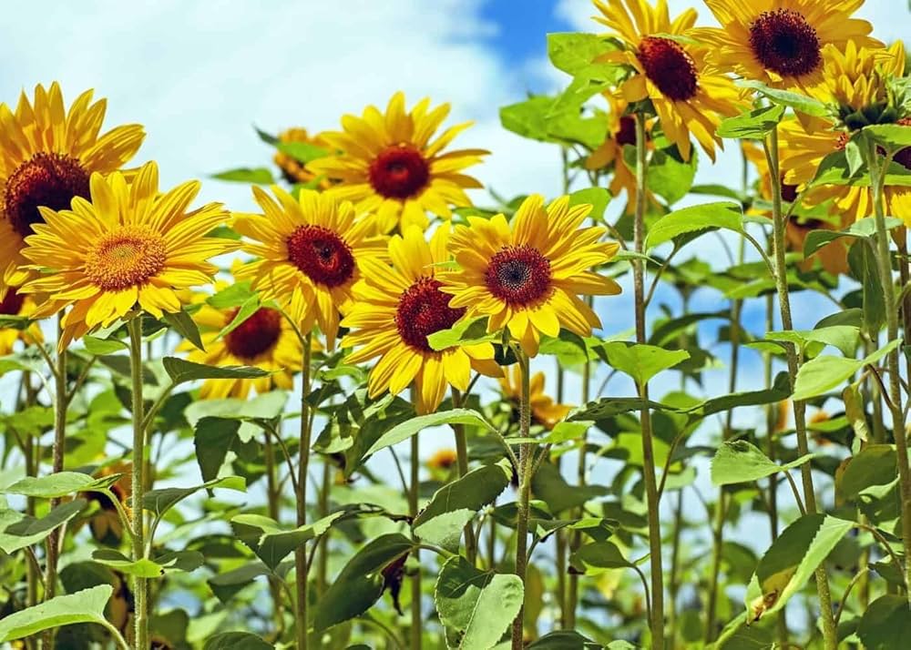 Natura GreenHouse Hybrid F1 Sunflower Seeds for Planting | 100