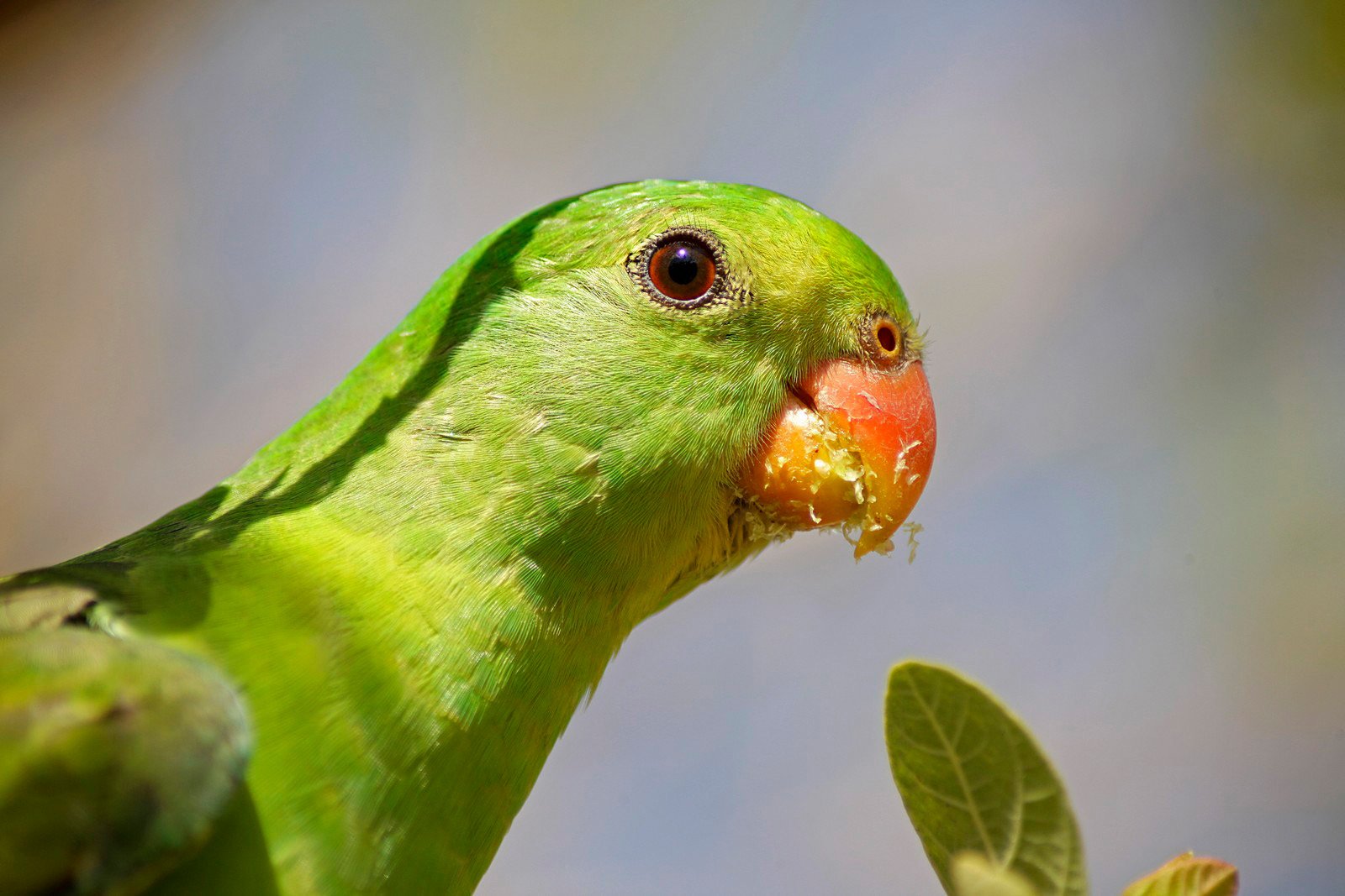 Amazon.co.jp: TAMRON 望遠ズームレンズ AF70-300mm F4-5.6 Di MACRO