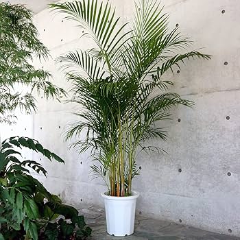 Amazon｜ITANSE アレカヤシ 観葉植物 10号大鉢 品種で選べる観葉