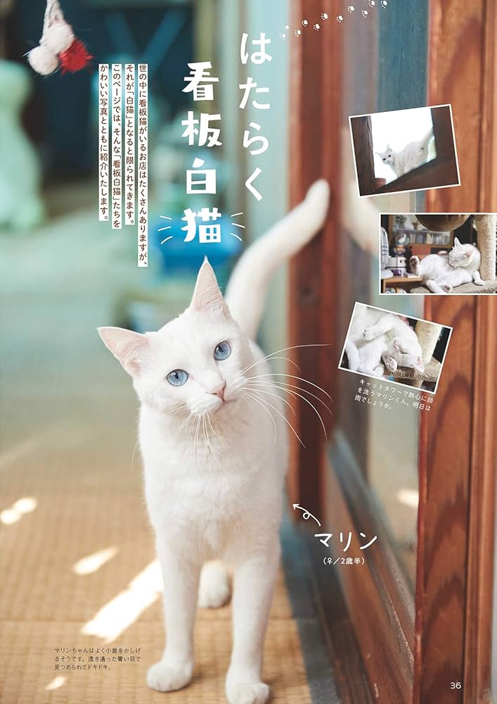 白猫マニアックス (白夜ムック618) | 白猫愛好会 |本 | 通販 | Amazon