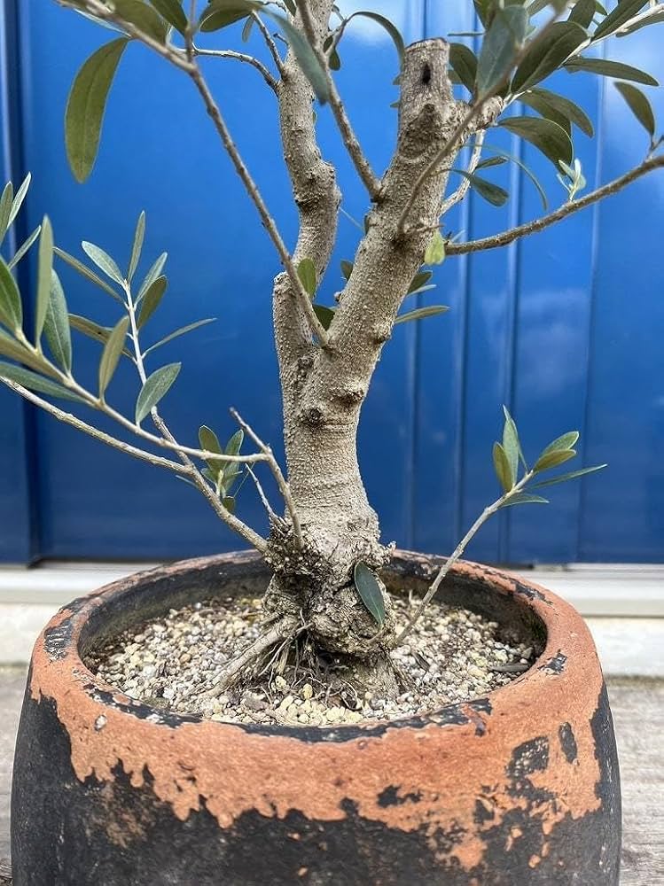 Amazon.co.jp: j32 国産 オリーブ盆栽 アンティーク鉢 オリーブの木