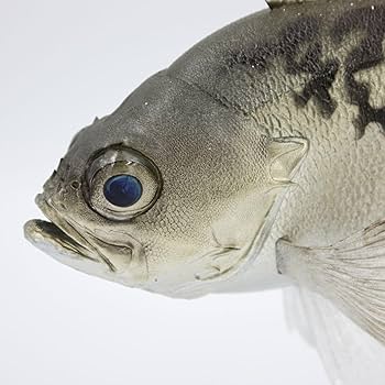 Amazon | メバル白 フィギュア 魚 模型 ハンドメイド レプリカ