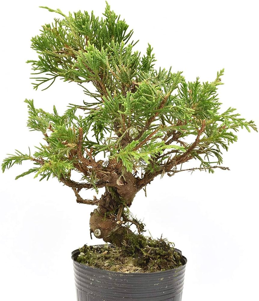 Amazon.co.jp: 盆栽 糸魚川真柏 素材 苗木 15cm ミニ盆栽 小品盆栽