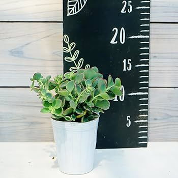 Amazon | 越中ミセバヤ 7.5cmポリポット 花苗 1株 はなみどり | 花