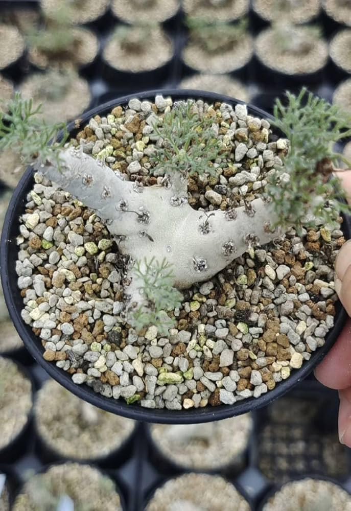 Amazon.co.jp: NO.1 大株極上親株多肉植物サルコカウロン ペニクリナム