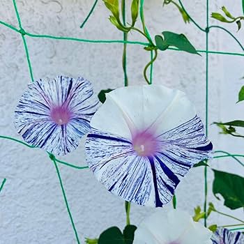 Amazon.co.jp: 朝顔の種 江戸風情 50粒+α あさがお : おもちゃ