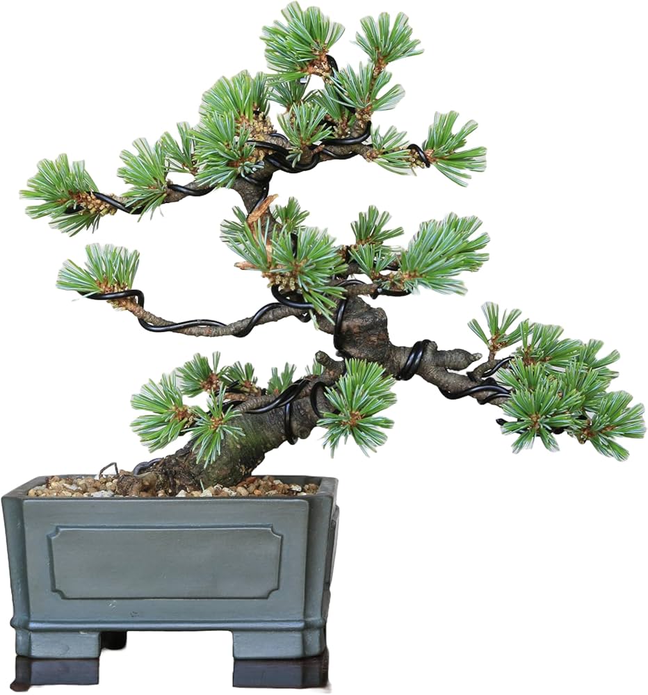 Amazon.co.jp: 吾妻五葉松【大巓性】ダイテンショウ 実生 小品盆栽