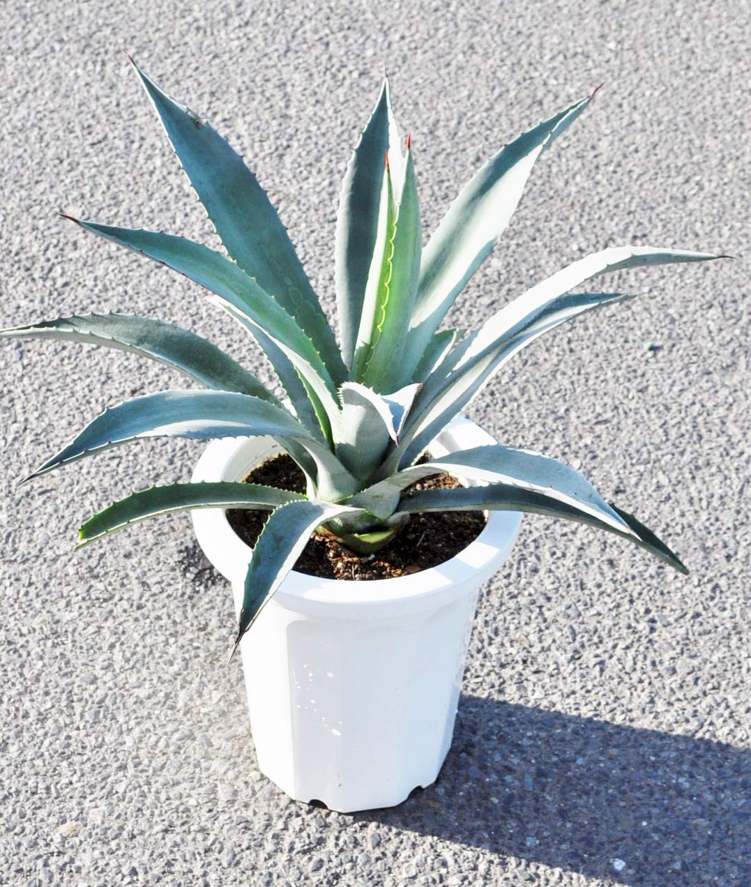 Amazon.co.jp: アガベ・アメリカーナ 8号 ブルー : DIY・工具・ガーデン