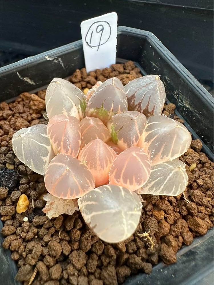 Amazon｜ハオルチア 多肉植物 白蓮オブツーサ錦 糊斑｜観葉植物