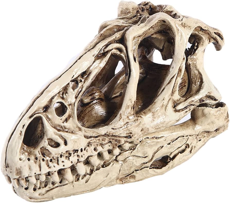 Amazon.co.jp: 恐竜の頭蓋骨モデル ラプトル 恐竜の頭蓋骨のレプリカ