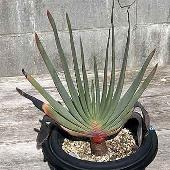 710CrC5m4DL._AC_UF350,