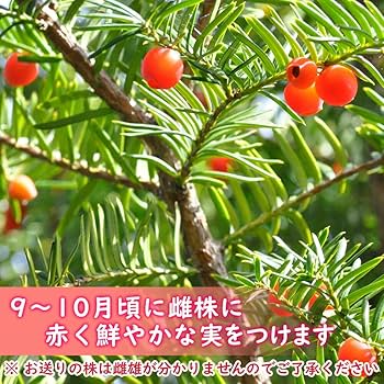 710lAqV7GtL._AC_UF350,