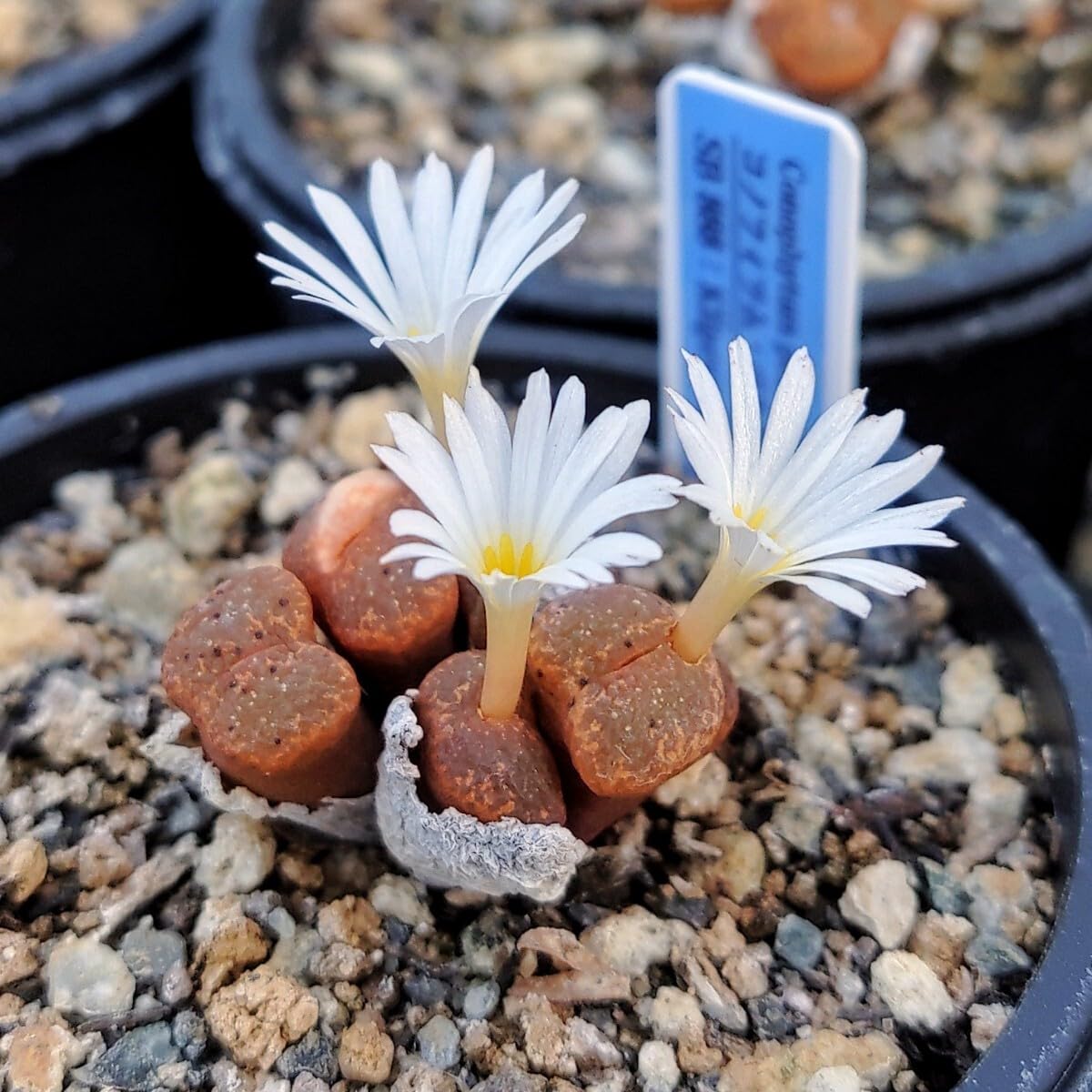 Amazon.co.jp: 自家採種“種子”20粒Conophytum pellucidum subsp