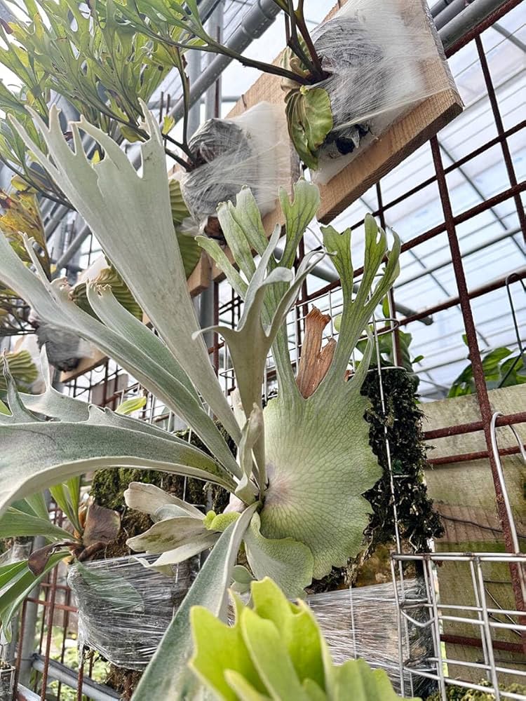 Amazon.co.jp: P.willinckii cv.Pedro Tatsuta TC 在庫僅か ＠ビカ森