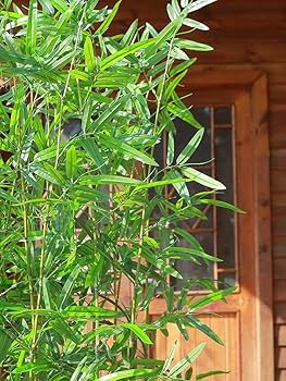 Amazon｜人工植物 屋外人工竹ツリー 高さ1m 1.2m 1.5m 1.8m 2m、葉付き