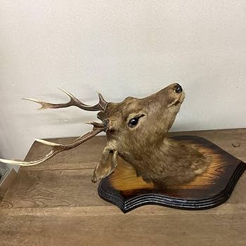 Amazon.co.jp: 鹿剥製ハンティングトロフィーインテリアオブジェ壁掛け