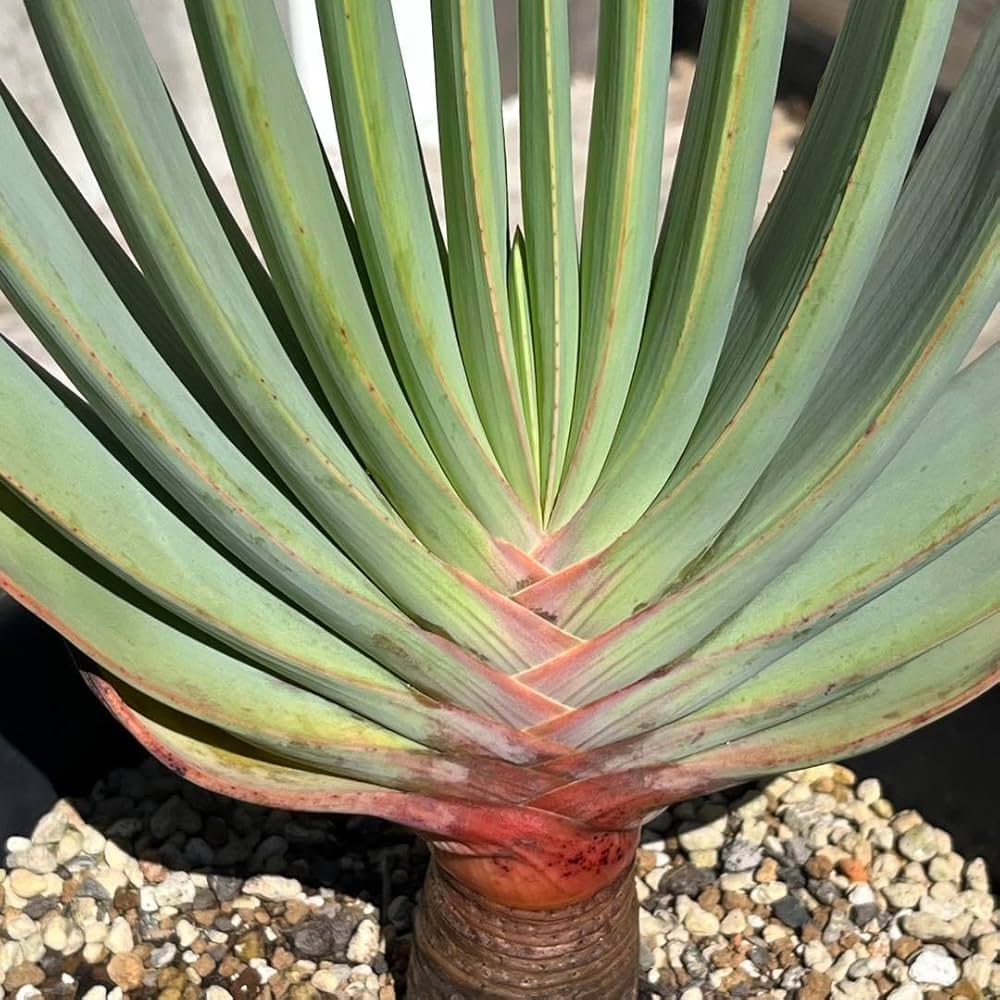 711pJocQv+L._AC_UF1000,