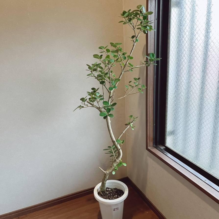 Amazon.co.jp: パンダガジュマル 曲がり 7号鉢 品種レア 大型大株