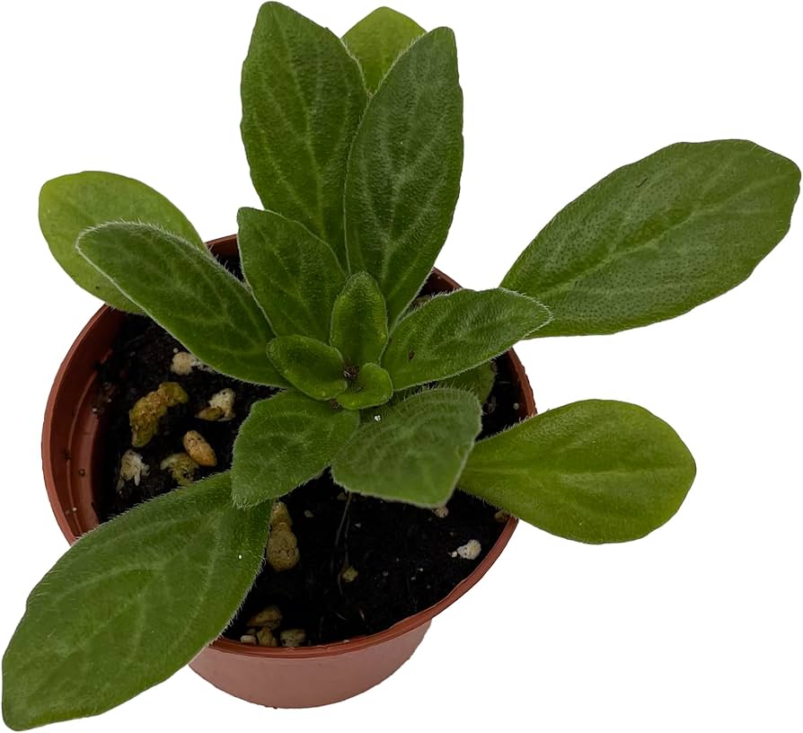 712KIde3kBL._AC_UF894,