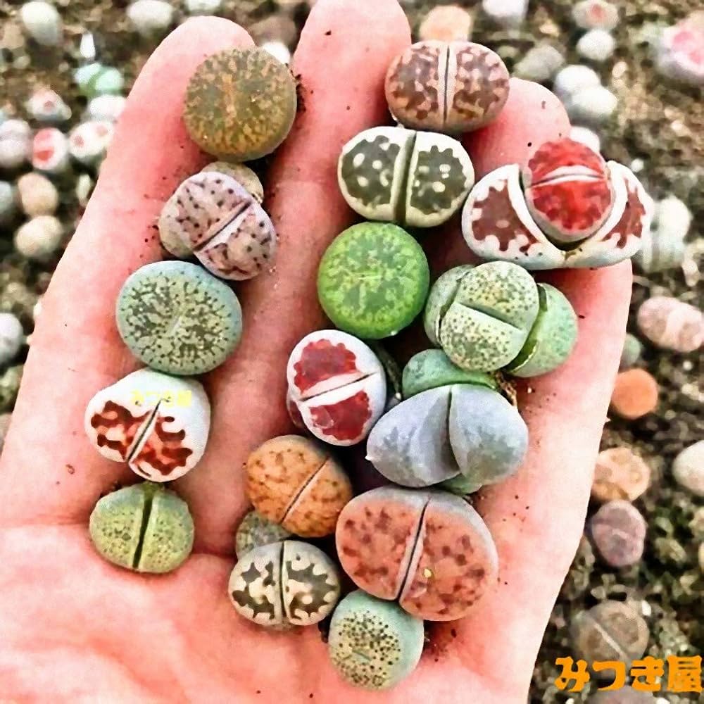 Amazon.co.jp: リトープスの種 10粒（Mix) 育て方の説明書 みつき屋