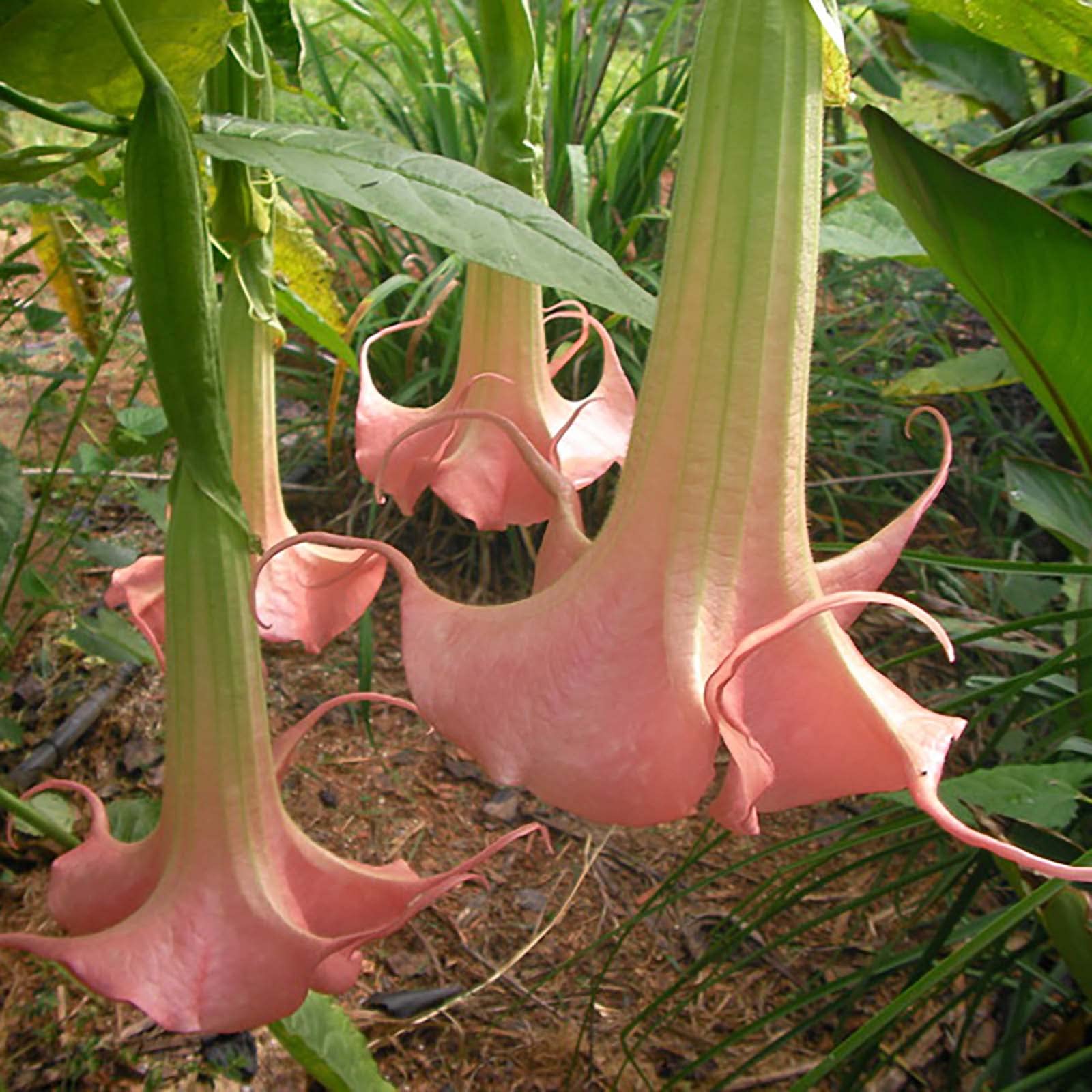 Amazon.com : Piroschka - Brugmansia Hybrid - Angels Trumpet - Live