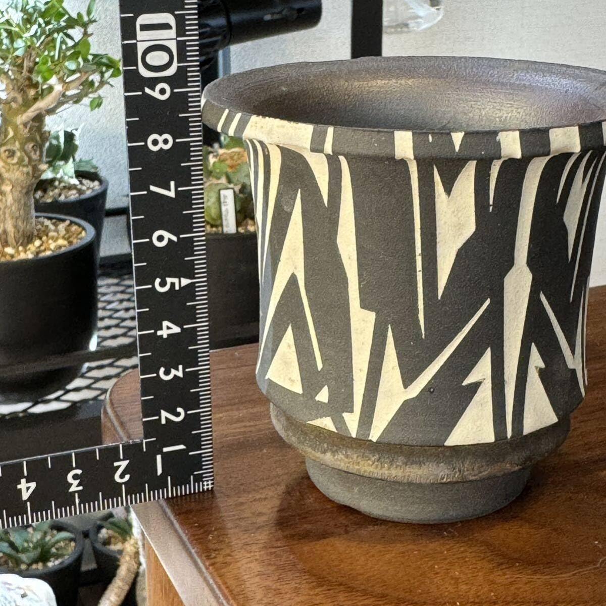 Amazon.co.jp: 大貫弘由岐 作家鉢 植木鉢 陶器鉢 コーデックス 塊根