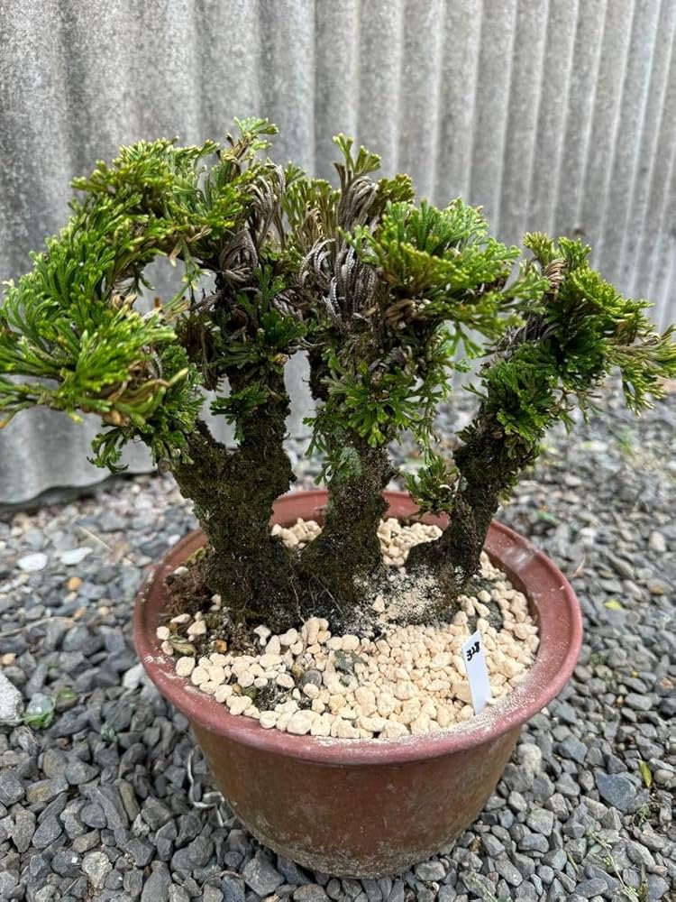 Amazon.co.jp: 30年物 岩松 イワヒバ 岩ヒバ 盆栽 山野草 高山植物 328