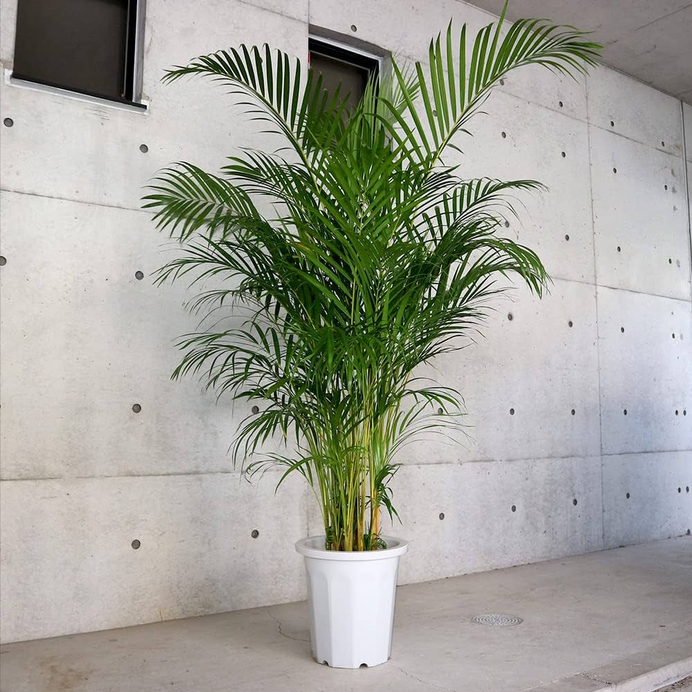 Amazon｜ITANSE アレカヤシ 観葉植物 10号大鉢 品種で選べる観葉