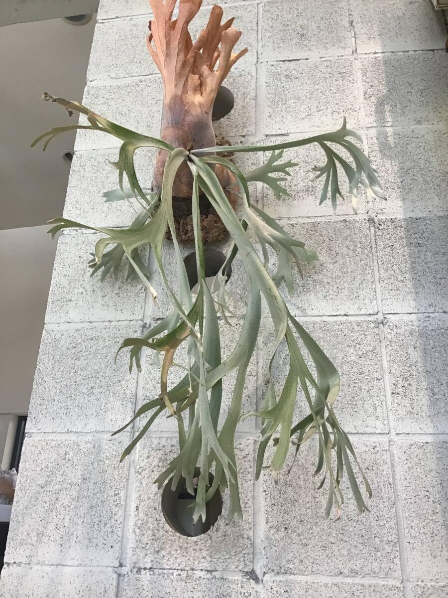 ビカクシダ P. willinckii Anapat#9 (PUP) 3 Amazon.co.jp: ビカクシダ